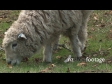 Sheep Eating 738